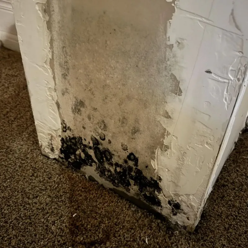 Professional Mold Removal in Carson, WA